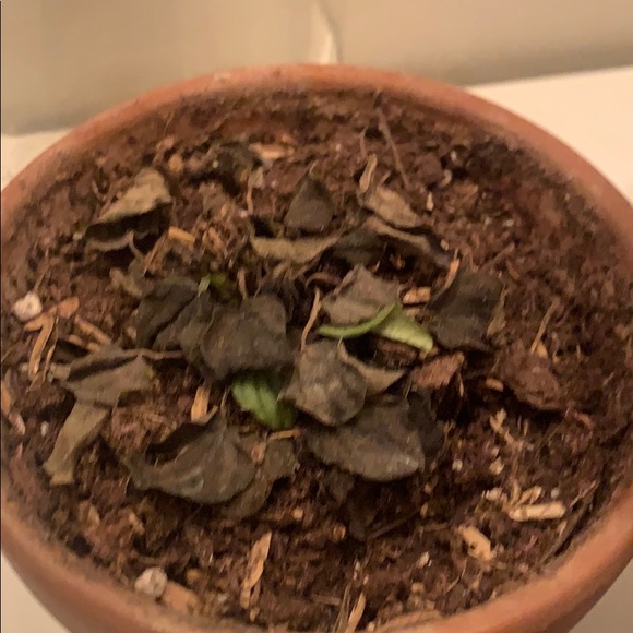 Meet your Posher, Peter - Picture 1 of 1